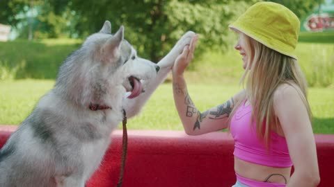 Husky giving high five