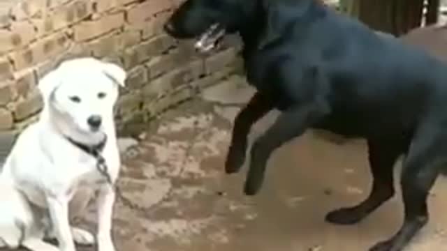 Funny video