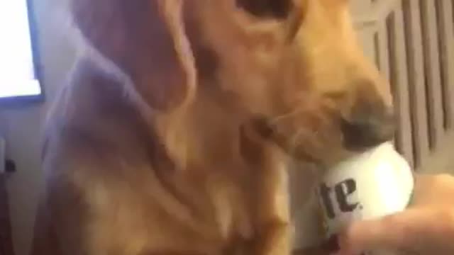 Golden Retriever polishes off owner's beer