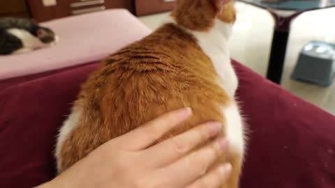 The kitten is also very close to zari, and often runs to zari's arms and sticks to zari