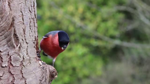 Bird Flying