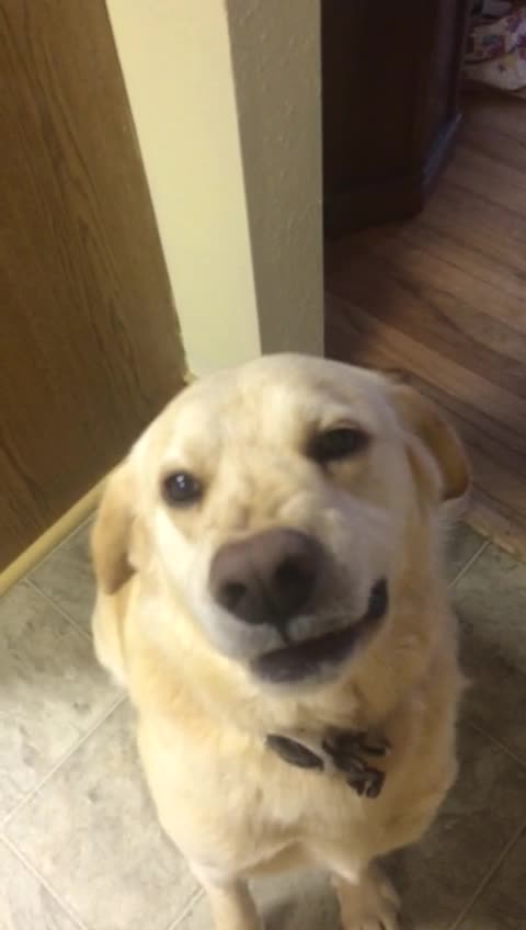 Smile. He is the greatest dog ever