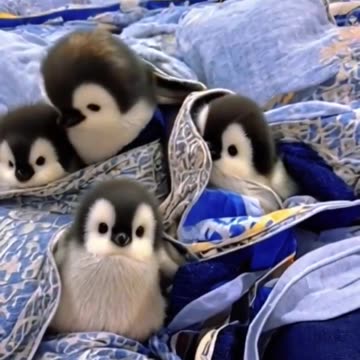Cute little penguin 🐧