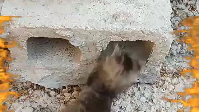 Kittens at Play