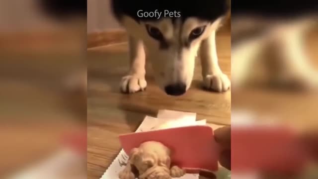 Dogs and cats reaction to cutting cake.