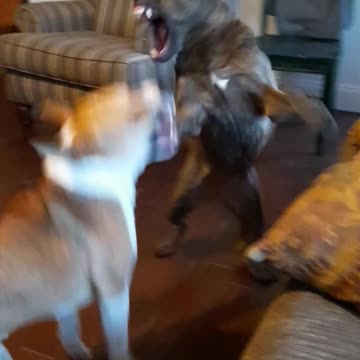 It's How We Play Tucker Carlson and Claire Bear