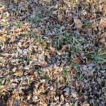 Me, my dogs, and nature