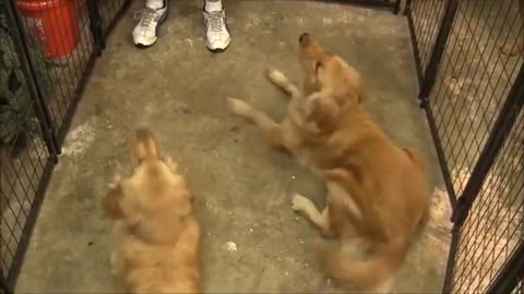 Dog training video