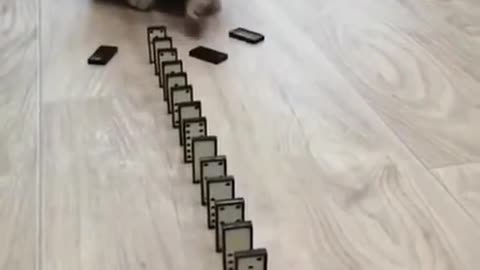 Cute cat #2