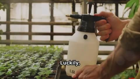 IMMEDIATELY PREVENT POWDERY MILDEW With This Simple Solution