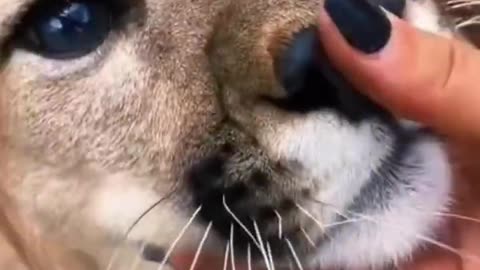 Big Cat BOOPS! CUTE
