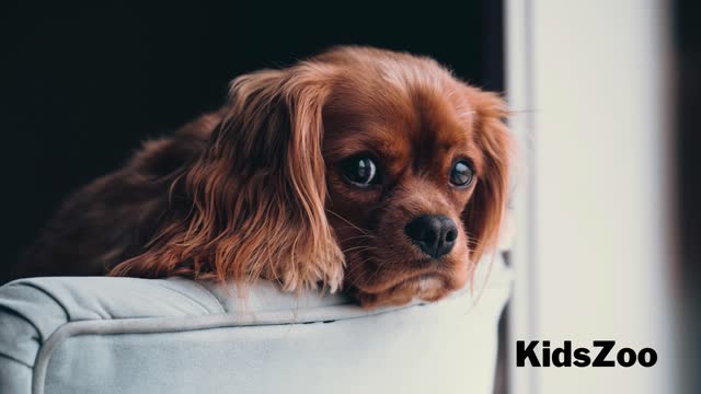 Cute Dogs
