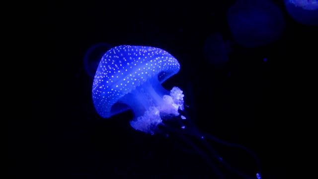 The beauty of jellyfish under oceans