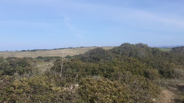 Vegetation view - Mediterranean scrub