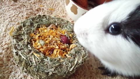 Feeding frenzy / piggies love wheatgrass <3