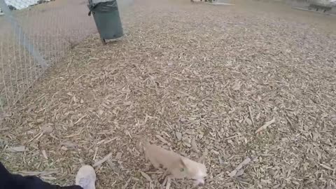 Insanely Aggressive Chihuahua IGNORES the FEMALES!