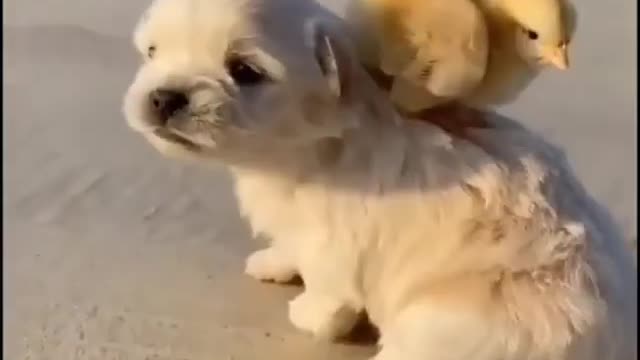 Cute puppy playing with Duck and Hen