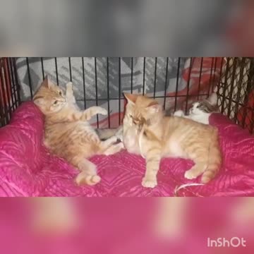 Our four-legged friends, offended by fate