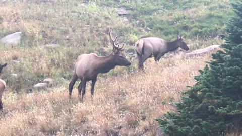 Cute Mule Deers grazing grass on Deer Mountain during Sunset