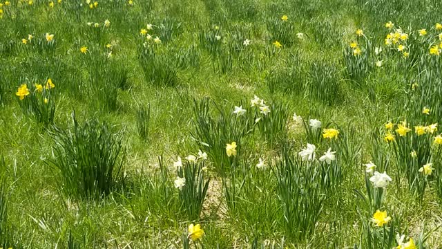 Thousands of Daffodils in a field! 🤩