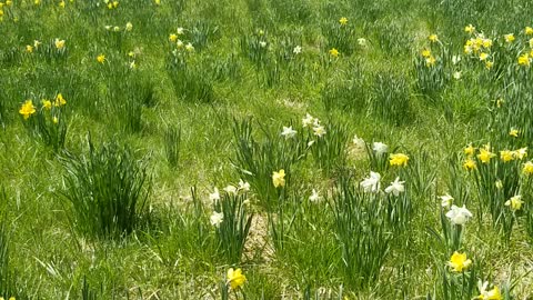 Thousands of Daffodils in a field! 🤩