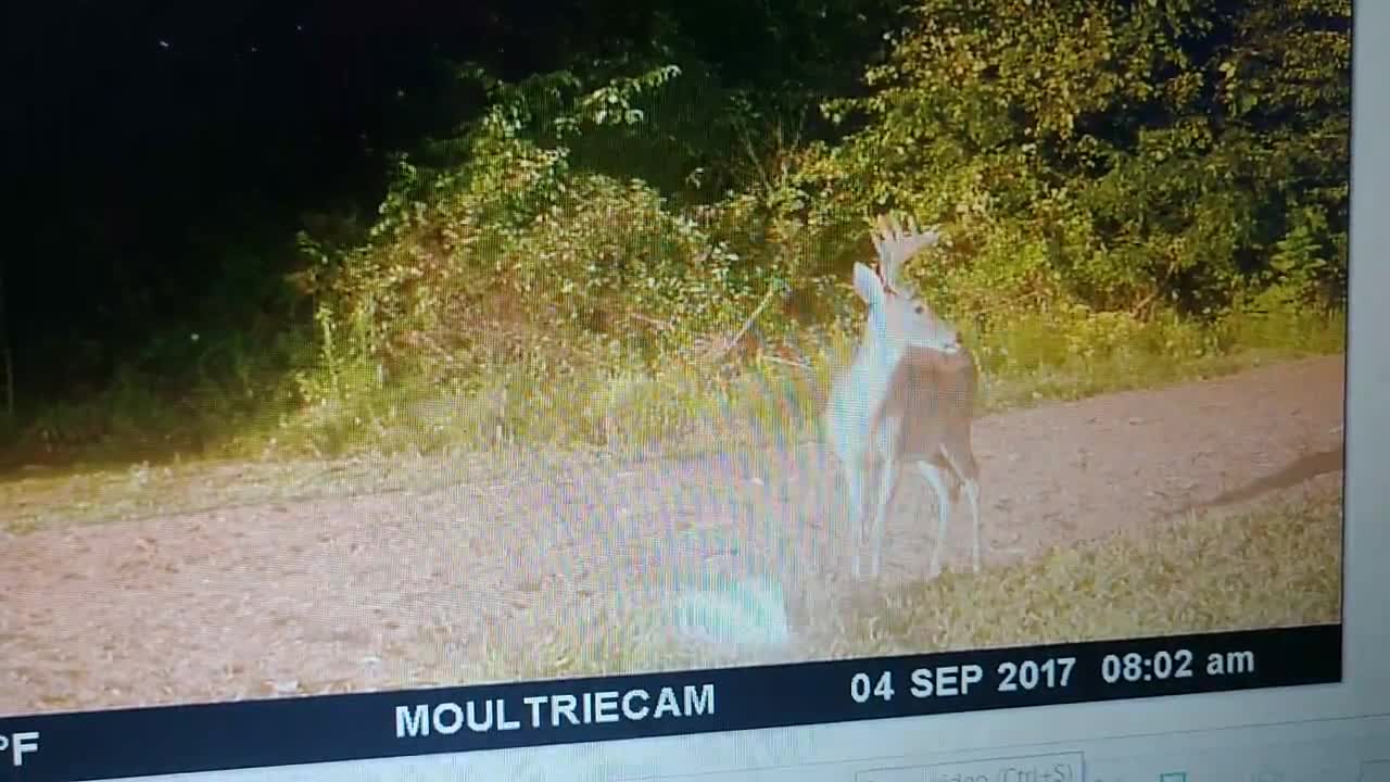 SEPT. 2017 BUCK