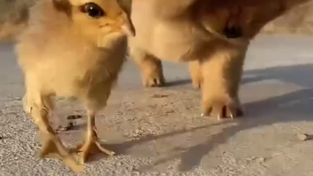 Fun of little puppy with Chick's of hen