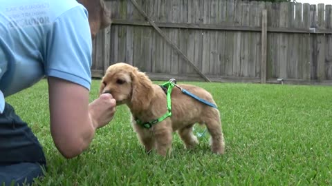 How to Train your Puppy to Come When Called NOW AND FOREVER!