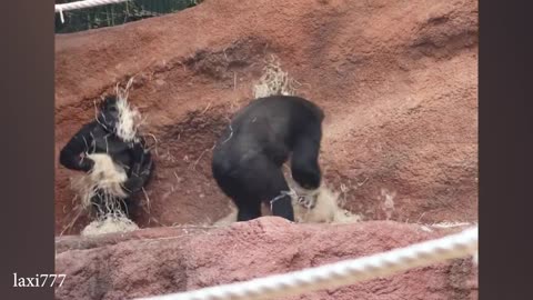Funnies Animals