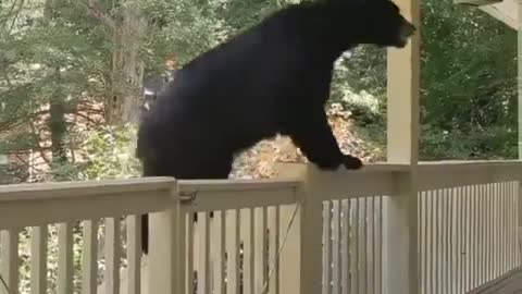 Bear Family in porch