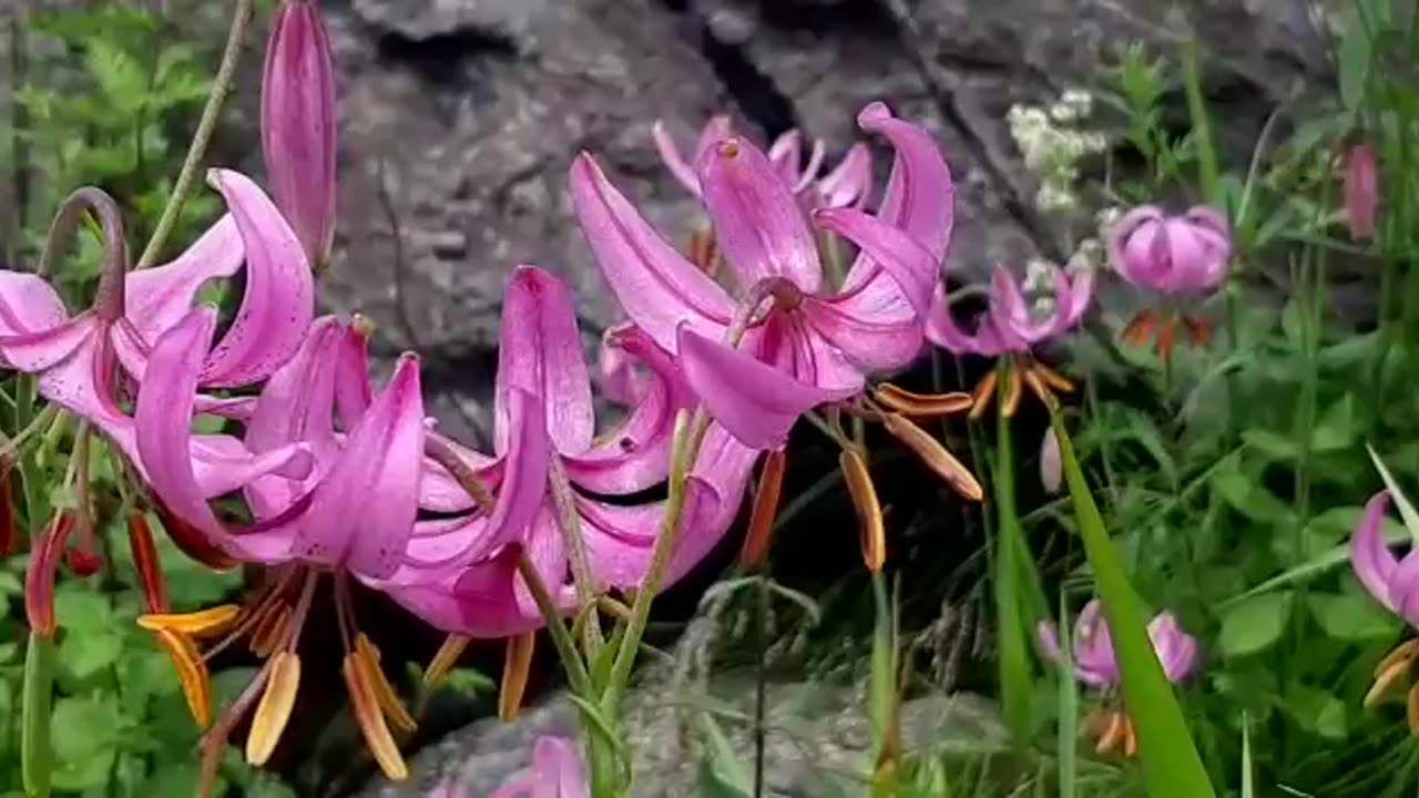 Pink Lilly blooms