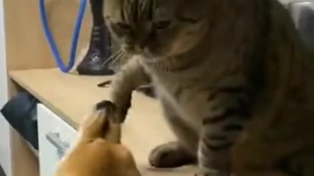 Dogs vs Cats Really fight funny video