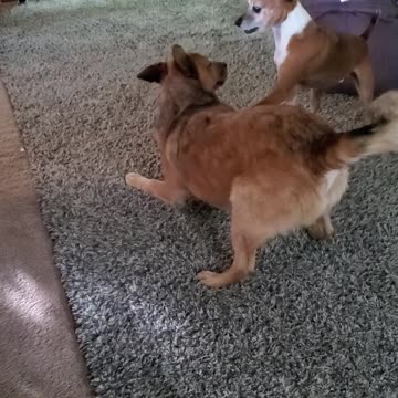 These two dogs have a unique way of playing