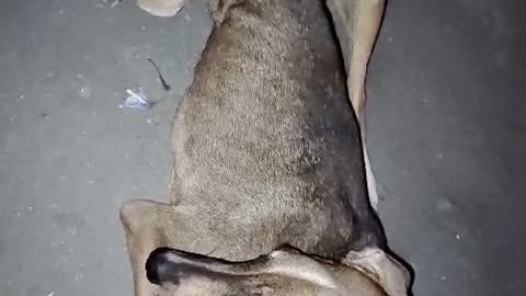 Malnourished Dog