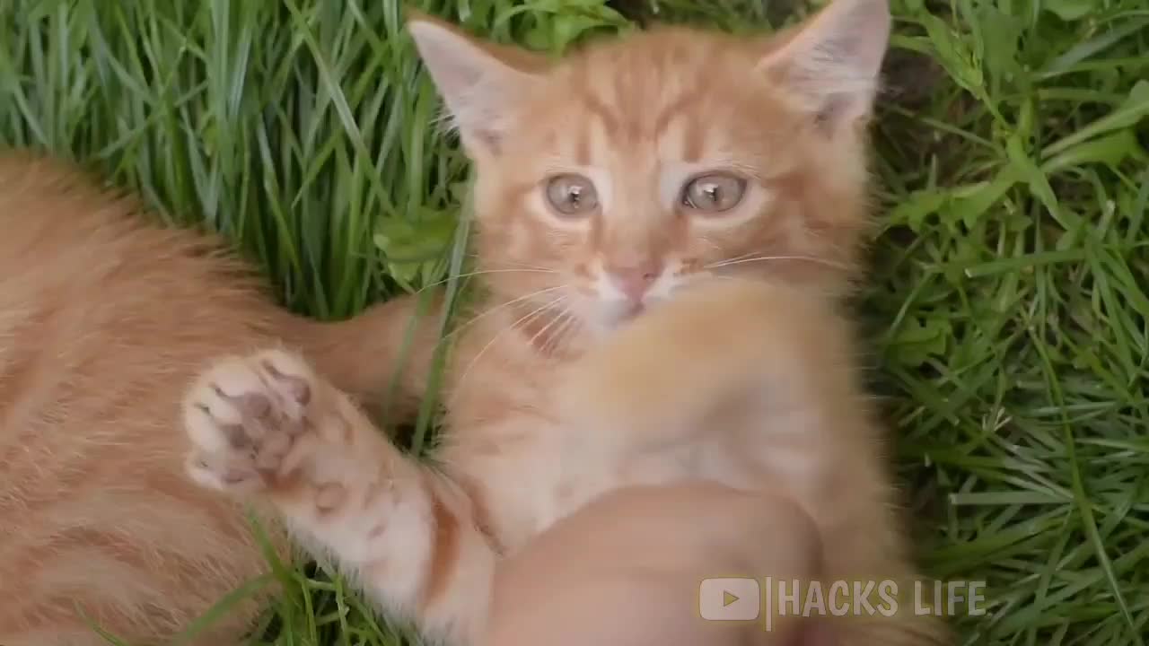 Cute and funny cat video