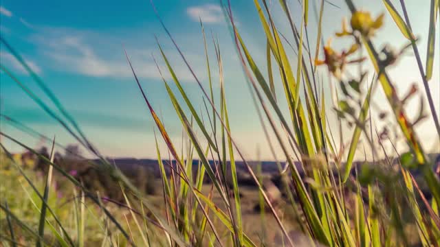 Timelapse field grasses in the wind