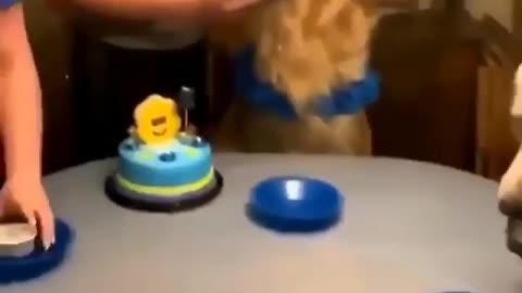 Happy birthday wishes for dog