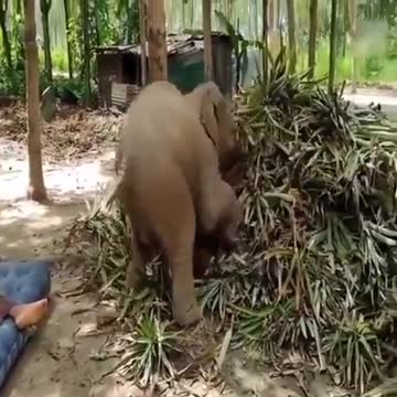 A clever elephant escaping the cage