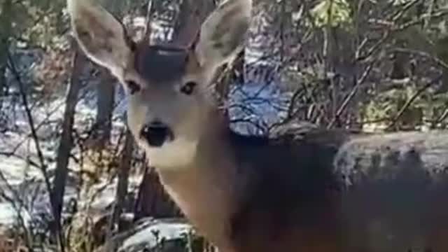 The deer is gentle, agile, beautiful and spiritual