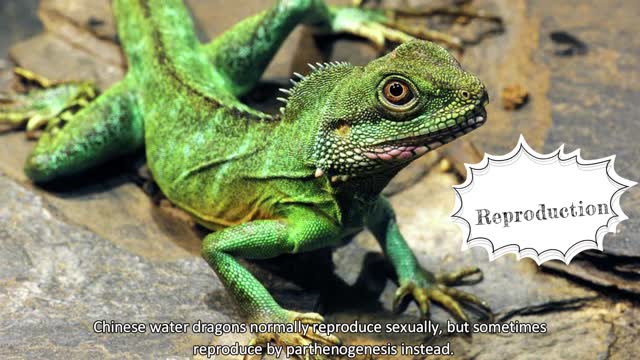 Chinese Water Dragon, The Best Pet Lizard?