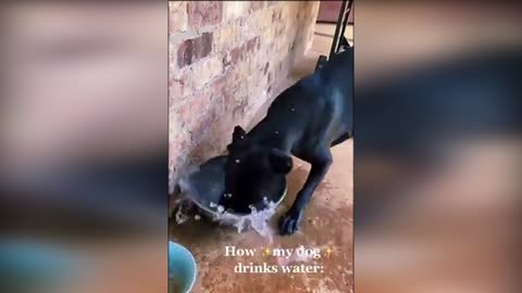Funny dog