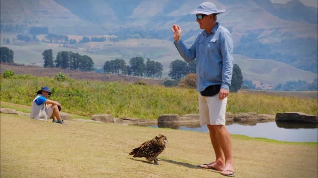 An Owl Being Trained By A Man