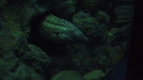 Scary Eel