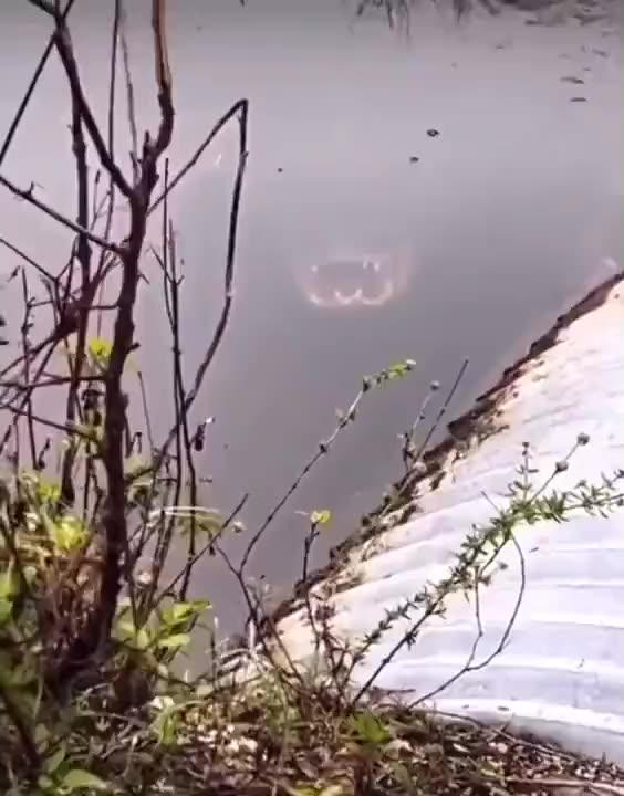 Alligator Lurking Just Below the Waterline