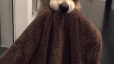 Cute and funny animals