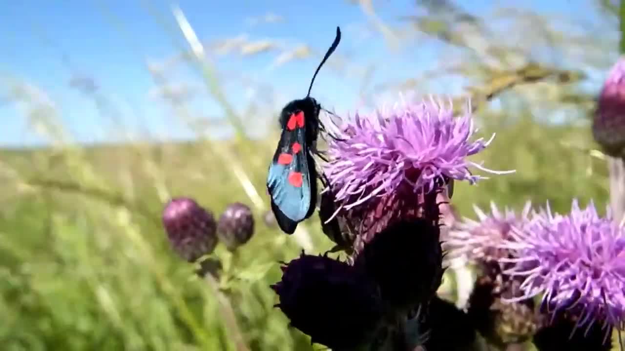 insect on purple flower