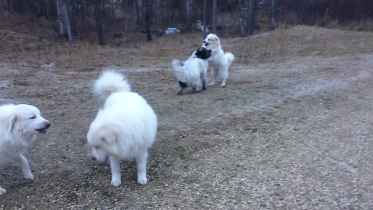 Great Pyrenees Dog Pack Shenanigans