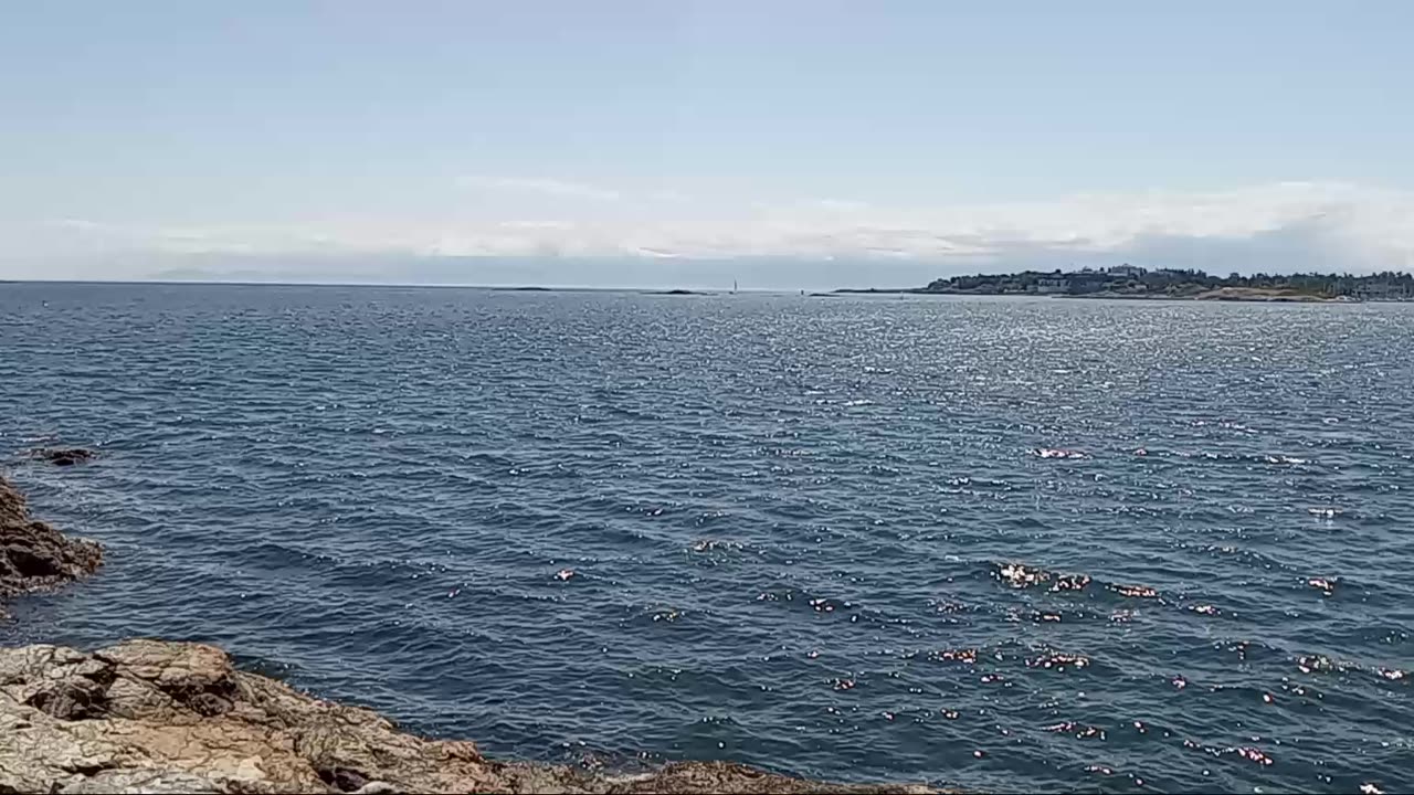 Crows And Seagulls At Cattle Point