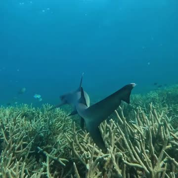 Fish In The Water #Fish_In_The_Water #animals_Nuture #fish