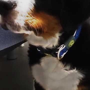 Bernese mountain dog 🐕❤️